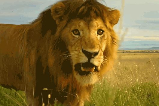 Bị từ chối giao phối, sư tử đực nhẫn tâm sát hại con của ‘người tình’