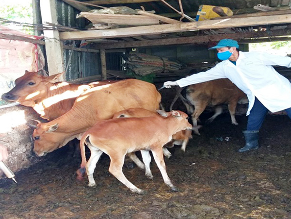 Quy định mật độ chăn nuôi trên địa bàn Đà Nẵng đến năm 2030