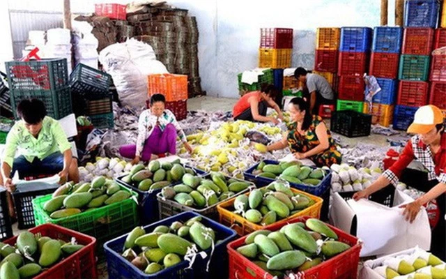 Xuất khẩu rau quả - Điểm sáng của nông nghiệp Việt Nam - Ảnh 1.