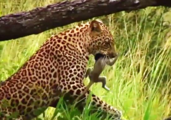 Clip: Báo hoa mai giết hại khỉ con dã man