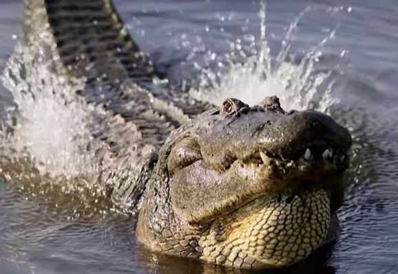 Clip: Màn "cưa gái" độc đáo của cá sấu Trung Mỹ