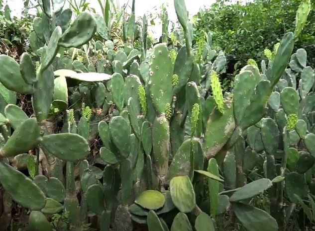 Vì sao nên chọn xương rồng trồng trong các khu lăng mộ đá?