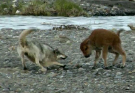 Clip: Bò rừng con “đơn thương độc mã” chống sói dữ