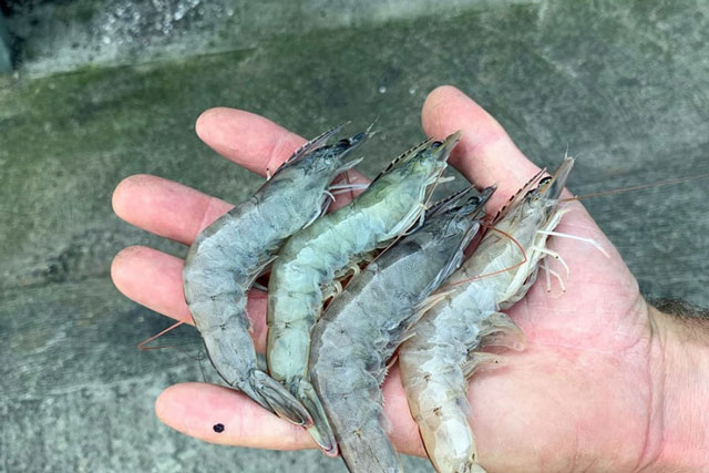 Người bán tôm cá tiết lộ: Đi chợ thấy 5 loại tôm này đừng mua, đặc biệt là loại thứ 2