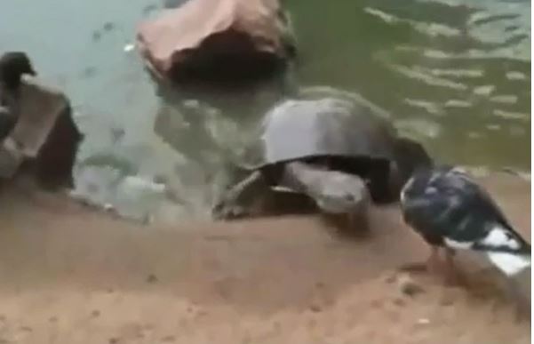 Clip: Pha săn bồ câu “nhanh như chớp” của rùa