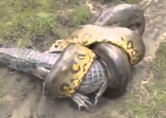 Clip: Màn “quyết tử” tàn khốc giữa trăn khổng lồ và cá sấu