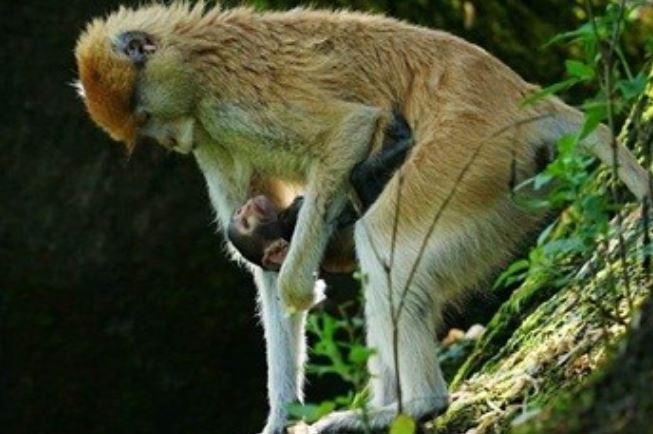 Khỉ lưng đỏ cậy mình bảnh chọe cướp vợ của anh trai, hình thành mối tình tay ba cực dị