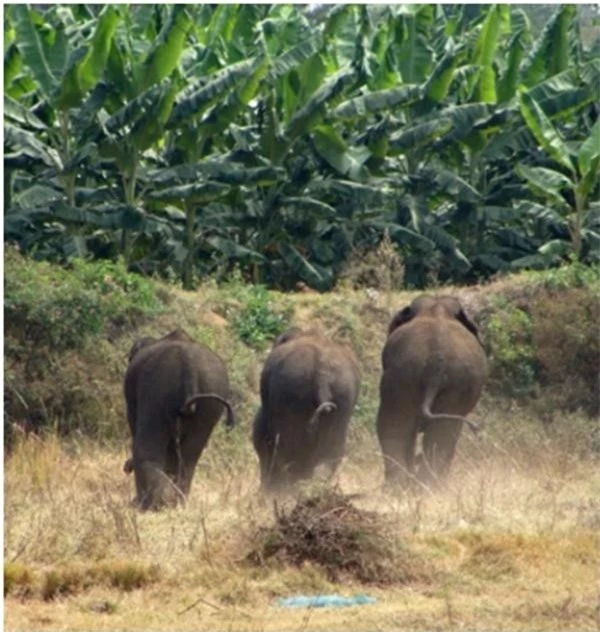 Ấn Độ: Bầy voi phá nát vườn chuối hơn 300 cây, chừa lại đúng một cây vì lý do rất bất ngờ ảnh 2