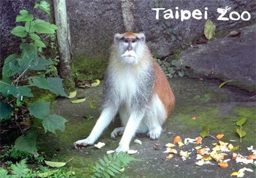 Khỉ lưng đỏ cậy mình bảnh chọe cướp vợ của anh trai, hình thành mối tình tay ba cực dị ảnh 1