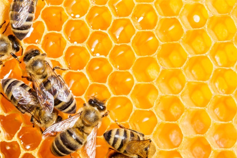 Tác dụng tuyệt vời của keo ong với sức khoẻ