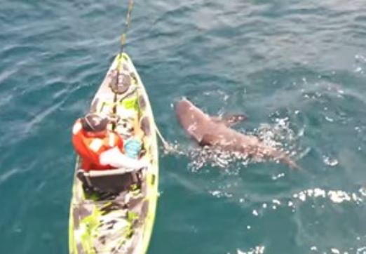Clip: Suýt chết vì câu trúng cá mập khổng lồ