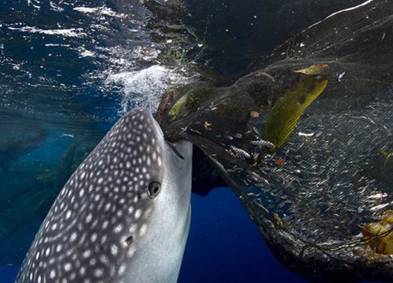 Clip: Cá nhám voi khổng lồ trộm cá của ngư dân