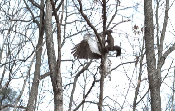 Ngỡ ngàng pha săn mồi tuyệt đỉnh của diều hâu, tóm gọn sóc trong một nốt nhạc