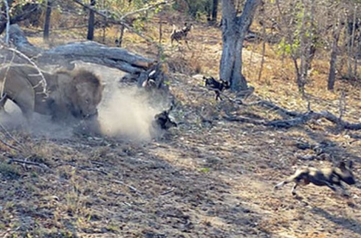 Sư tử điên cuồng sát hại chó hoang con