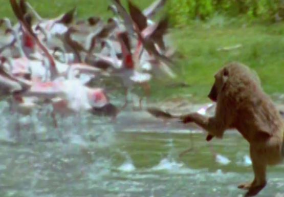 Clip: Khỉ đầu chó săn chim hồng hạc cực kỳ dã man