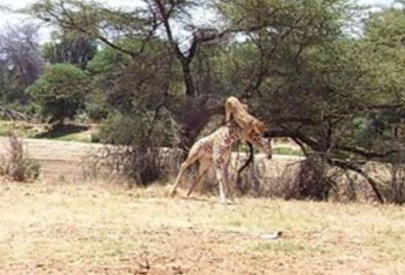 Clip: Sư tử bay người lên không giết hươu cao cổ