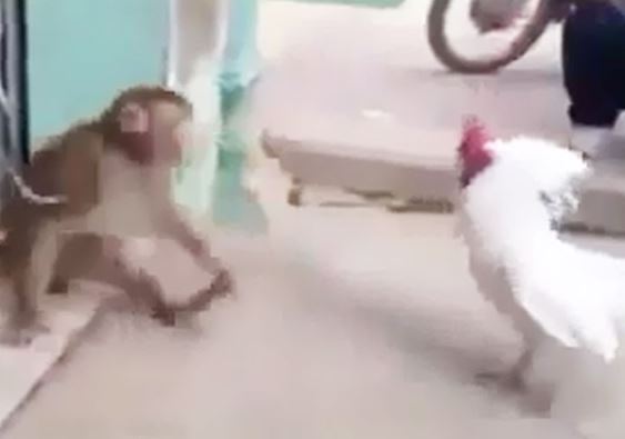 Clip: Gà trống “tỷ thí võ nghệ” với khỉ và cái kết bất ngờ