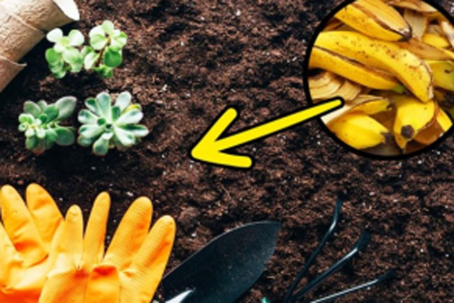 10 mẹo vặt từ vỏ chuối ‘cứu’ bạn trong nhiều tình huống, ai không biết quá tiếc