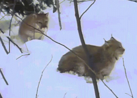 Linh miêu mất cảnh giác sau pha săn hụt con mồi, bị đối thủ tập kích từ xa