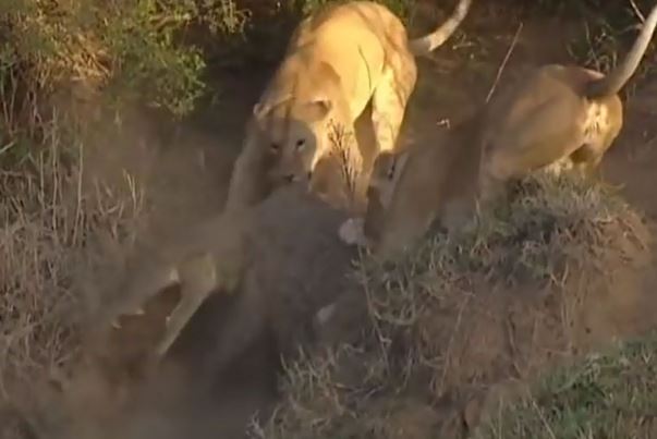 Clip: Cá sấu khổng lồ "tả xung hữu đột" trước 4 con sư tử