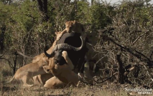 Đàn sư tử ‘xúm đen xúm đỏ’ hạ sát trâu rừng khổng lồ