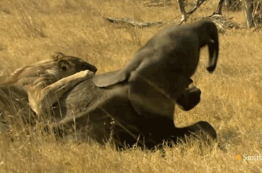 Bị bầy đàn bỏ rơi, voi con xấu số nhận cái kết bị thảm khi chạm mặt sư tử