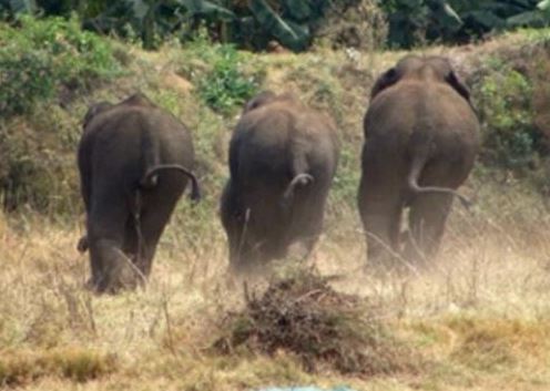 Ấn Độ: Bầy voi phá nát vườn chuối hơn 300 cây, chừa lại đúng một cây vì lý do rất bất ngờ