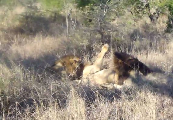 Clip: Cuộc ác chiến đẫm máu của các “ông vua” vùng đồng cỏ