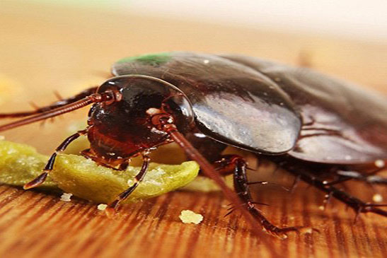 Loài gián luôn khiếp sợ 1 loại quả, chỉ cần có trong nhà sẽ tự động "cuốn gói"