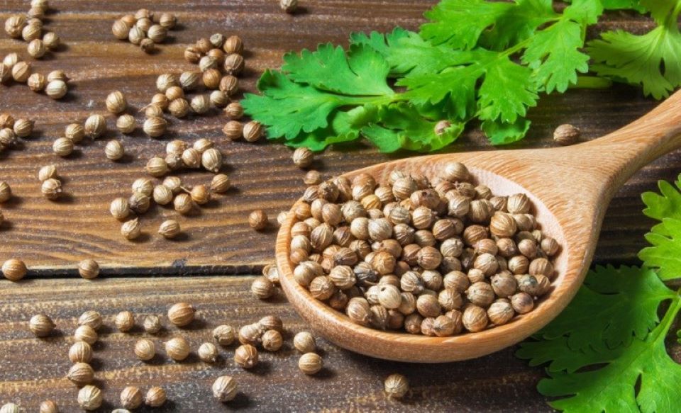 Những tác dụng bất ngờ của hạt rau mùi đối với sức khỏe