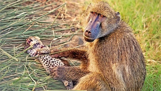 Báo hoa mai con chết thảm khi rơi vào tay khỉ đầu chó ‘hậu đậu’ ảnh 7