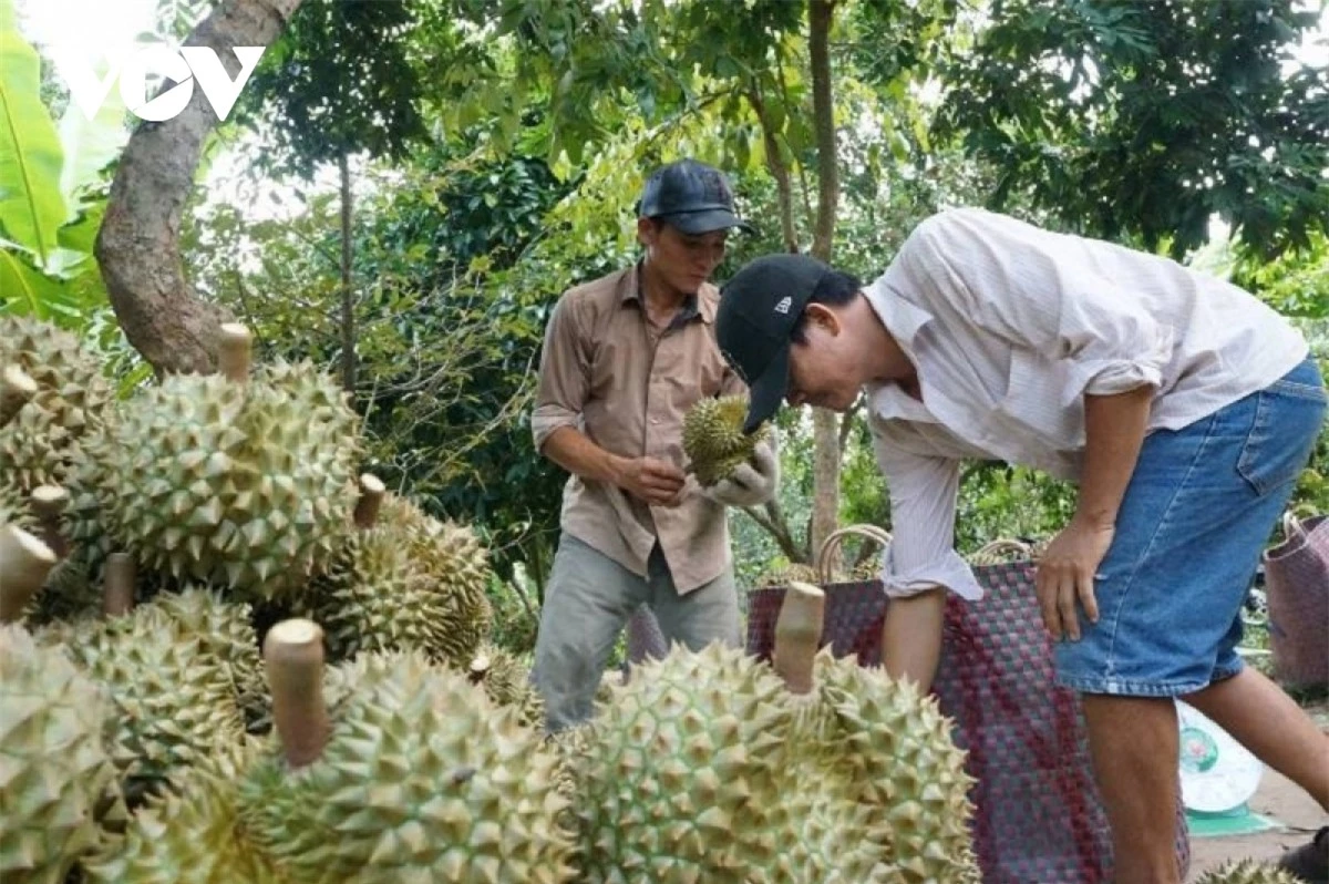 O at trong sau rieng nguy co mat thi truong xuat khau hinh anh 3