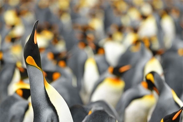 Phát hiện chim cánh cụt màu vàng kỳ lạ, ‘hiếm có khó tìm’ ảnh 7
