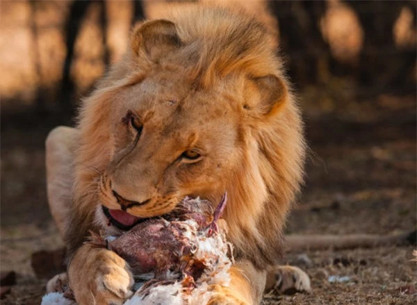Sư tử lớn gấp 3 lần linh cẩu nhưng phải chịu mất con mồi: Do &quot;chiến thuật&quot; đặc biệt này  - Ảnh 2.