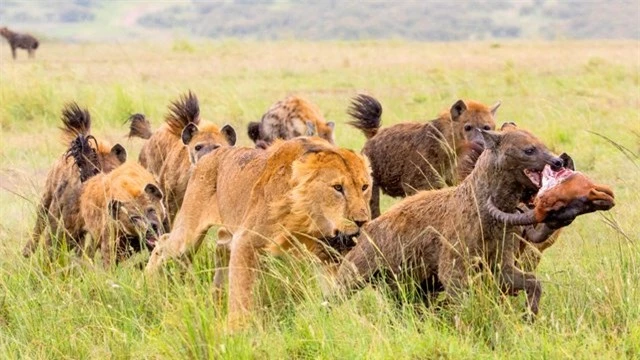 Sư tử lớn gấp 3 lần linh cẩu nhưng phải chịu mất con mồi: Do &quot;chiến thuật&quot; đặc biệt này  - Ảnh 3.