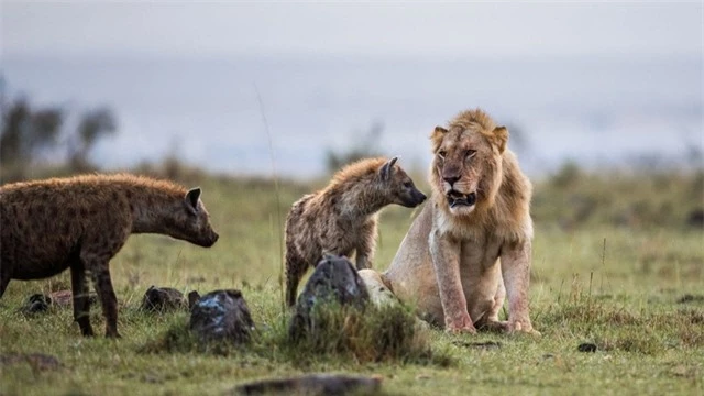 Sư tử lớn gấp 3 lần linh cẩu nhưng phải chịu mất con mồi: Do &quot;chiến thuật&quot; đặc biệt này  - Ảnh 5.