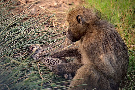 Báo hoa mai con chết thảm khi rơi vào tay khỉ đầu chó ‘hậu đậu’