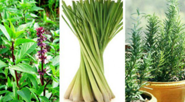 Bí quyết đuổi côn trùng không cần dùng hóa chất, ai cũng nên biết