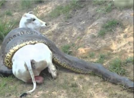 Clip: Trăn khổng lồ săn trộm bò của nông dân