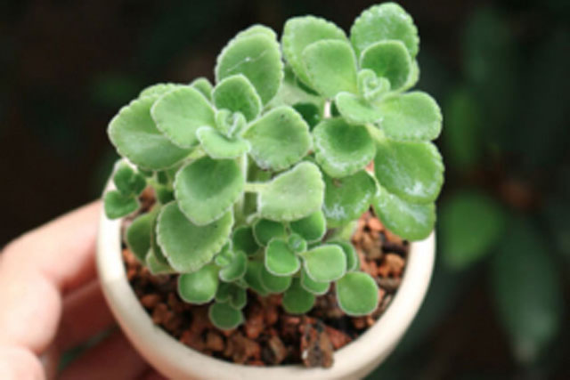 8 loại cây là khắc tinh của côn trùng, giúp đuổi muỗi hiệu quả, nhà nào cũng nên có 1 cây