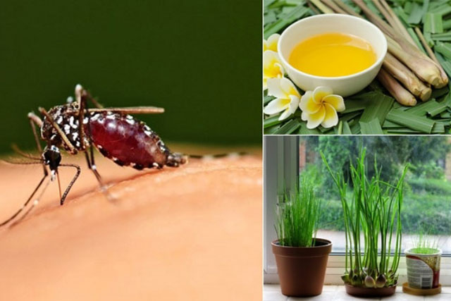 Nhà sạch bóng, không còn xuất hiện một con muỗi nào nhờ bát nước tự chế đặt ở góc tường