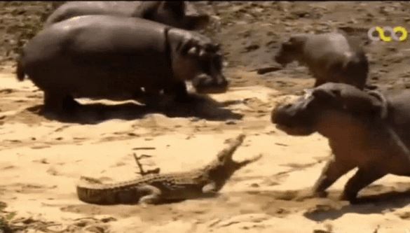 Hà mã lao vào giành con mồi với cá sấu: Xem cách chiến đấu là biết con nào thắng