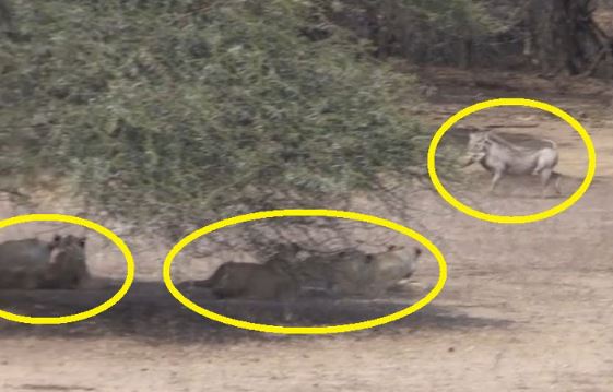 Clip: “Trêu ngươi” 5 con sư tử, heo rừng vẫn sống khỏe