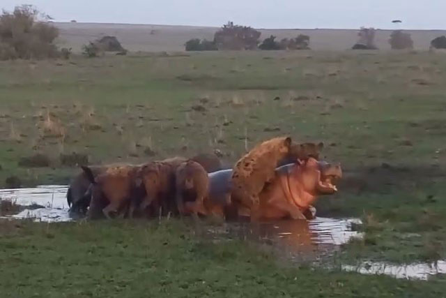 Bầy linh cẩu xúm đông xúm đỏ hạ sát hà mã