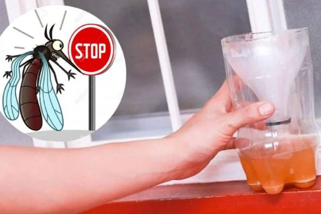 Mẹo khiến muỗi chết cả đàn chỉ với một lon bia và bột giặt, không cần hóa chất độc hại