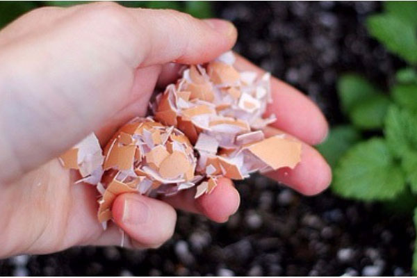 Vỏ trứng dùng xong đừng vội vứt đi, giữ lại làm việc này cực kỳ hiệu quả