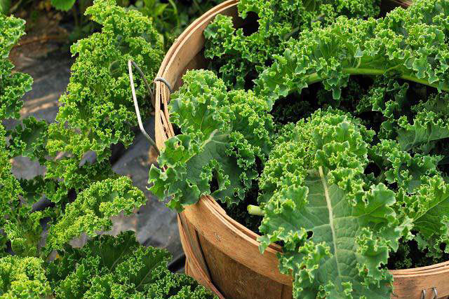 Loại rau nhiều canxi hơn cả sữa, tốt ngang trứng, thịt: Trồng quanh nhà cực dễ, ngoài chợ bán rẻ như cho