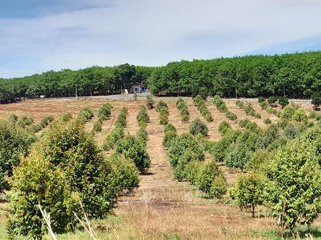 Hậu quả khó lường khi phát triển 'nóng' sầu riêng