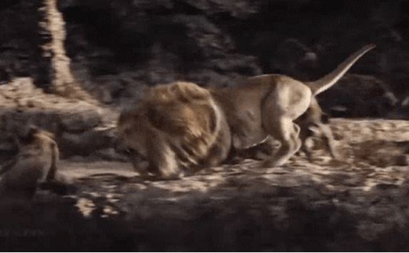 Sư tử lớn gấp 3 lần linh cẩu nhưng phải chịu mất con mồi: Do "chiến thuật" đặc biệt này
