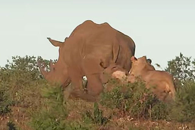 Lén lút săn tê giác con, sư tử ăn ngay ‘quả đắng’